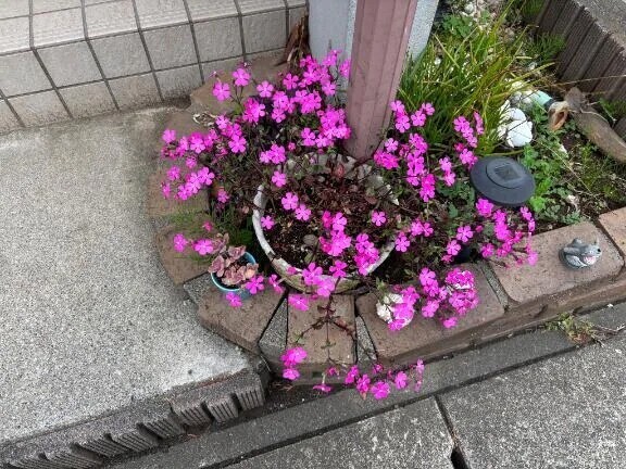 可愛いく育ってるなぁ🤭