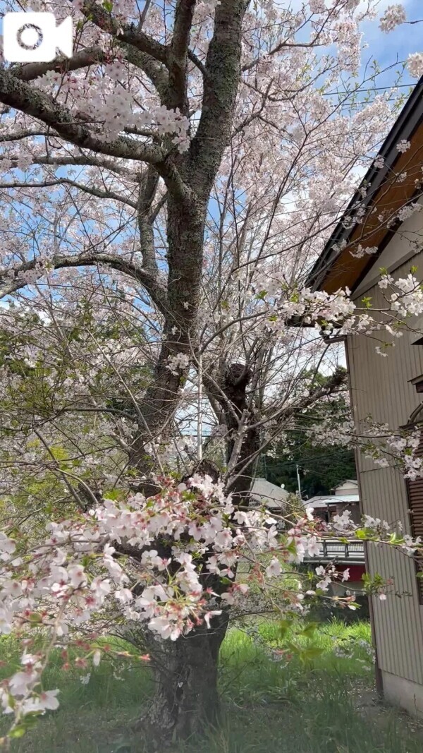 鳥🕊️の･･･🌸