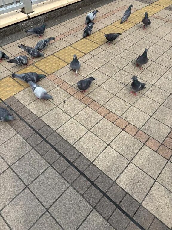 鳩🕊️