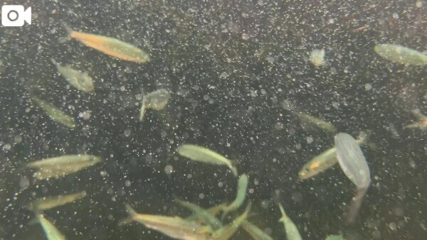 いわし🐟