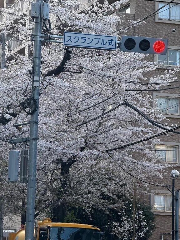 桜🌸舞い上がれ