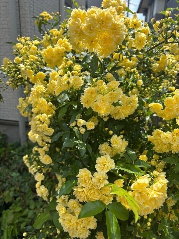 綺麗なお花🏵️