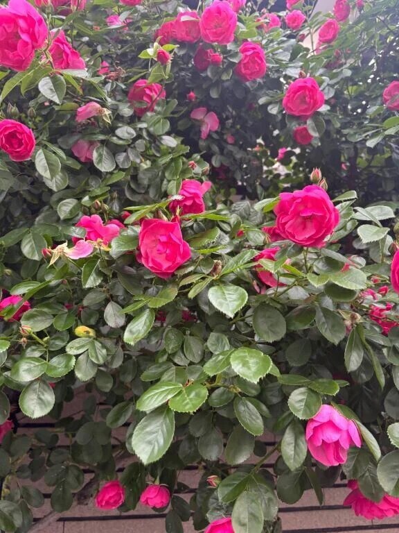 お花😌🌺