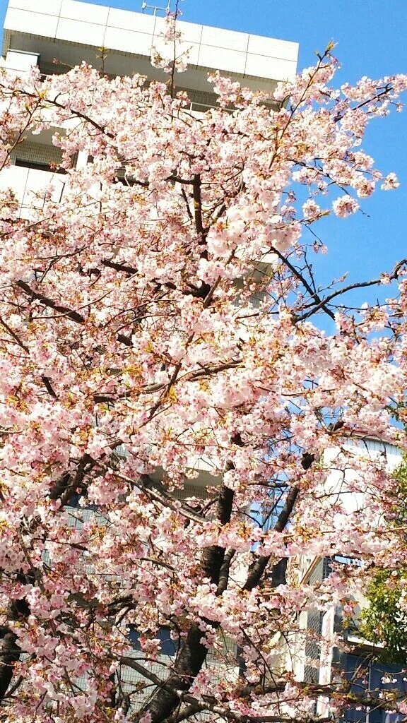 初めての花園