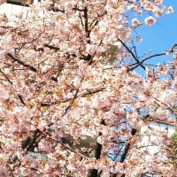 彩葉（いろは）