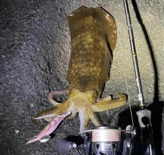 イカの王様🦑