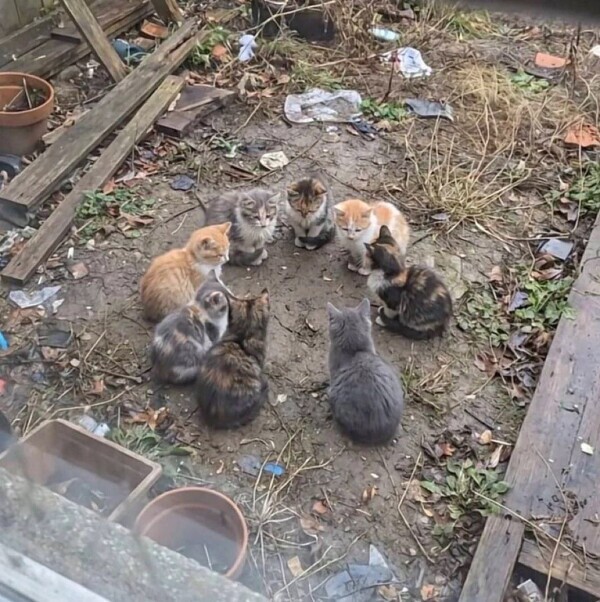 見つけたかわいい