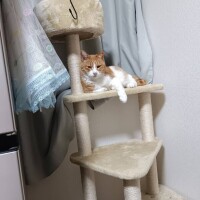 ひなた
