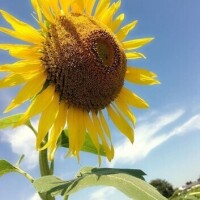今永 りょうこ