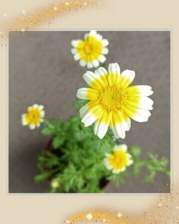 花びら堪能しませんか？