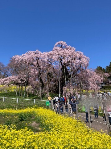 今年の桜