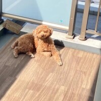会いたいな。