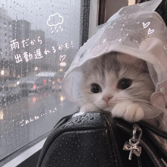 ❁ 雨 ❁