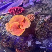🧡ありがとう🧡