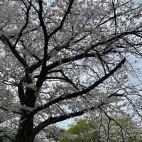 お礼🩷
