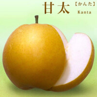 本指名梨お兄さん