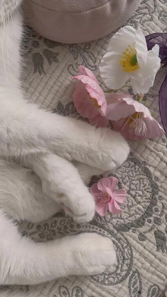 🌷明日🌷