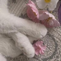 🌷明日🌷
