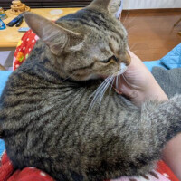はずき