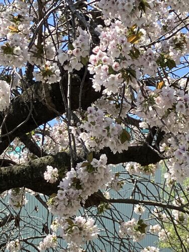 花ざかり✿*:･ﾟ