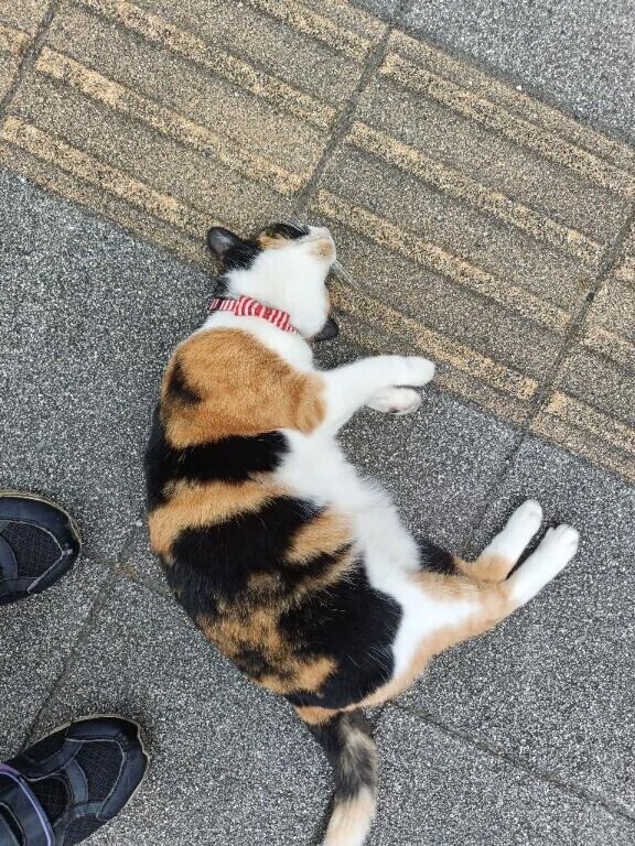帰り道猫ちやんがいた