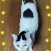 みんと