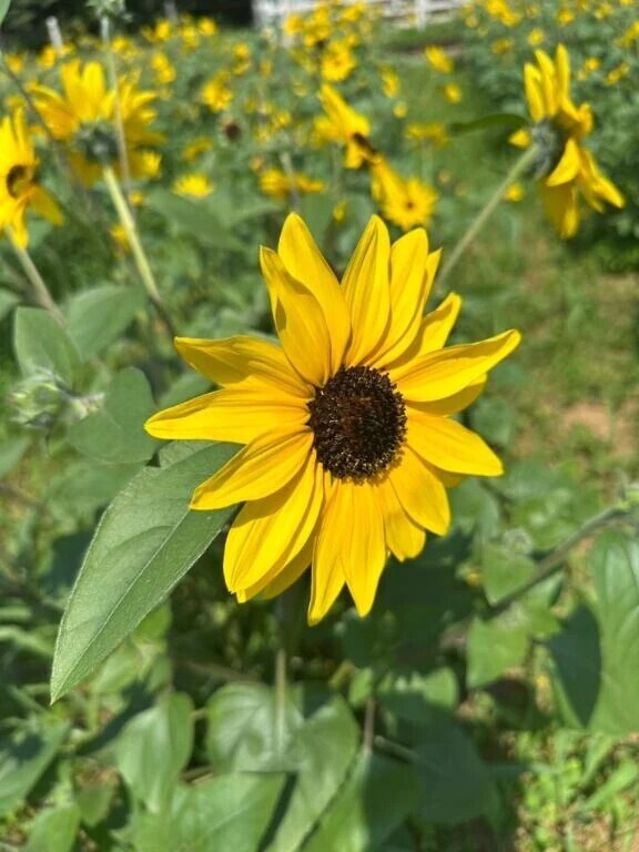 今日は♡