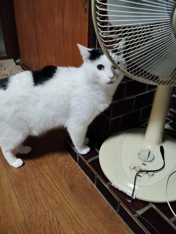 似てる人？