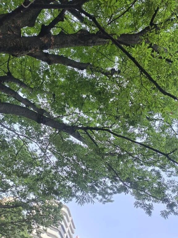 緑って