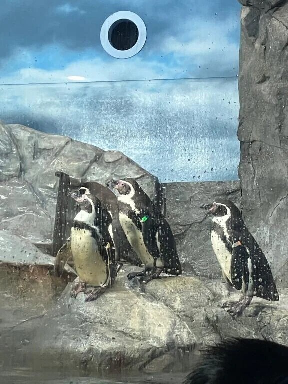水族館行きた〜い🐟