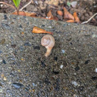 さくら