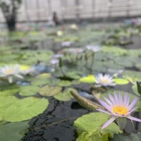 みう