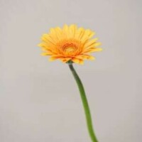 本日もありがとうございました🌷