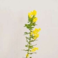本日はありがとうございました🌷
