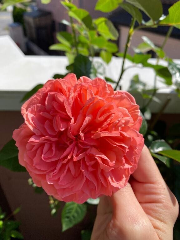 一緒に??