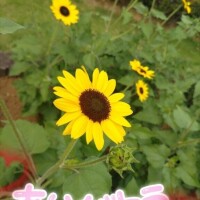 本指名さまありがとう?
