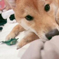 みさ