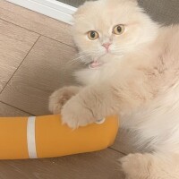 無我夢中でヤる