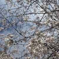 ごめんなさい と あした