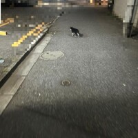 にゃーん