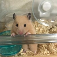 ウォーキング再開した??♂?