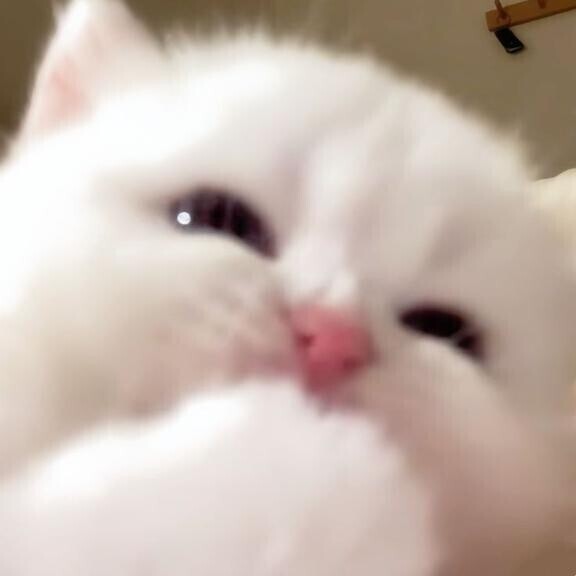 嬉しいお知らせ- ???