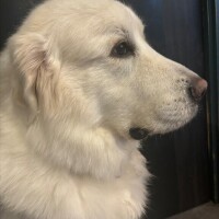 癒し?