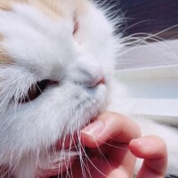 バタバタ～