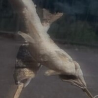 らら