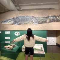 来世はイリエワニに…