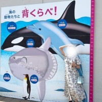 せな