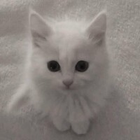 あゆ