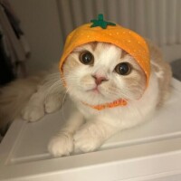 しあ