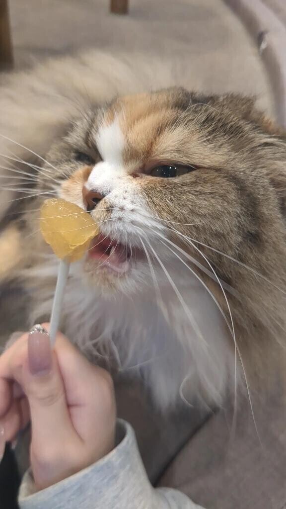 猫ちゃんヌ🐱
